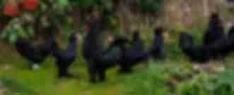 Петух и курицы, Сибирская мохноножка 