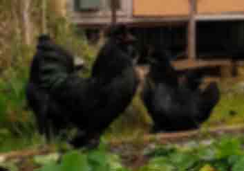 Петухи и курицы, Сибирская мохноножка 