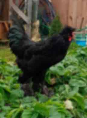 Петух, Сибирская мохноножка 