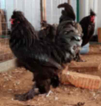 Петухи, Сибирская мохноножка 