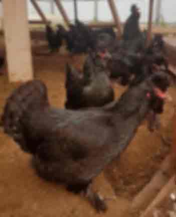 Курицы, Сибирская мохноножка 