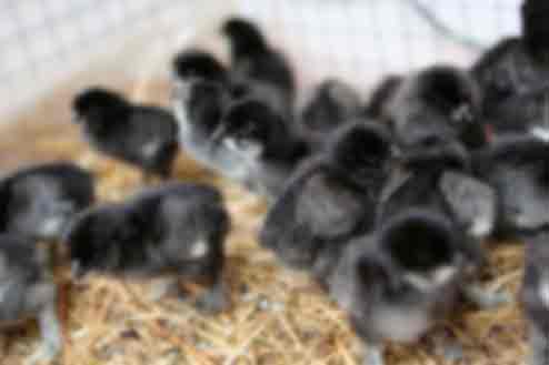 Цыплята сибирской мохноножки 