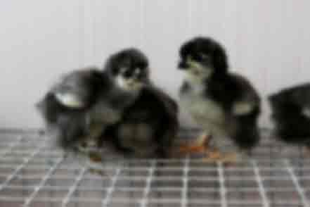Цыплята сибирской мохноножки 
