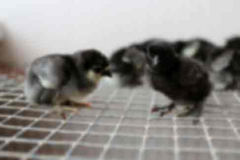 Цыплята сибирской мохноножки 