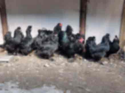 Петух и курицы, Сибирская мохноножка 