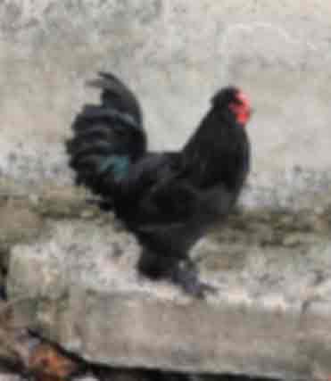 Петух, Сибирская мохноножка 