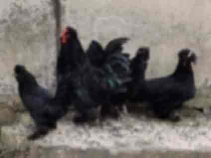 Курица, Сибирская мохноножка 