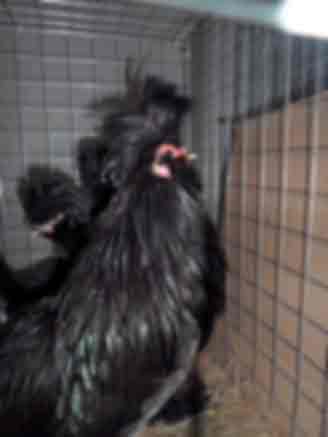 Курица, Сибирская мохноножка 