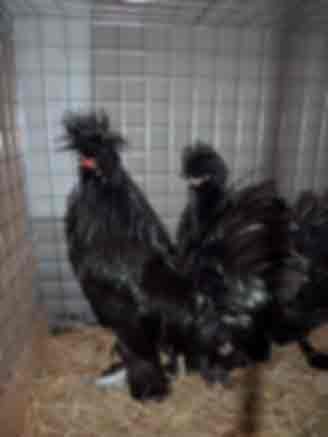 Курицы, Сибирская мохноножка 